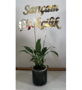 saksıda spat